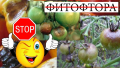 Фитофтора на томатах: враг номер 1 в огороде